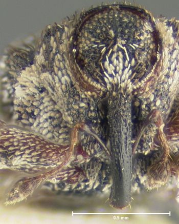 Media type: image;   Entomology 3013 Aspect: head frontal view